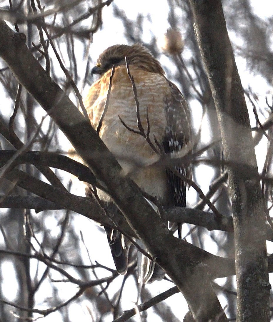 Red-shouldered Hawk - ML629410447