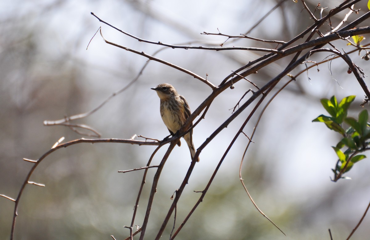 Taçlı Ötleğen (coronata) - ML629410454