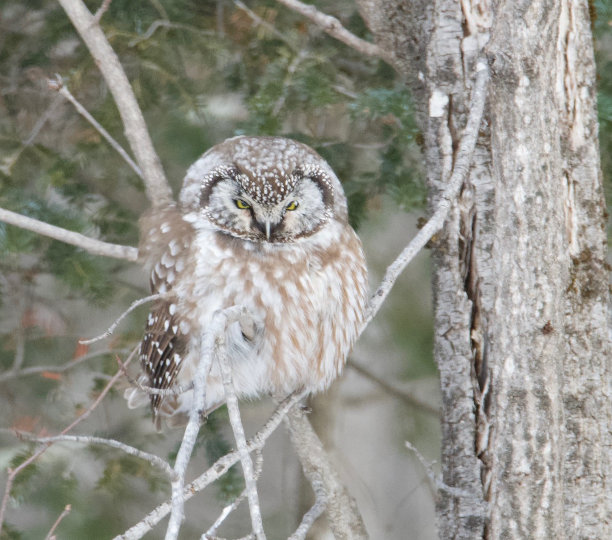 Boreal Owl - ML629410467