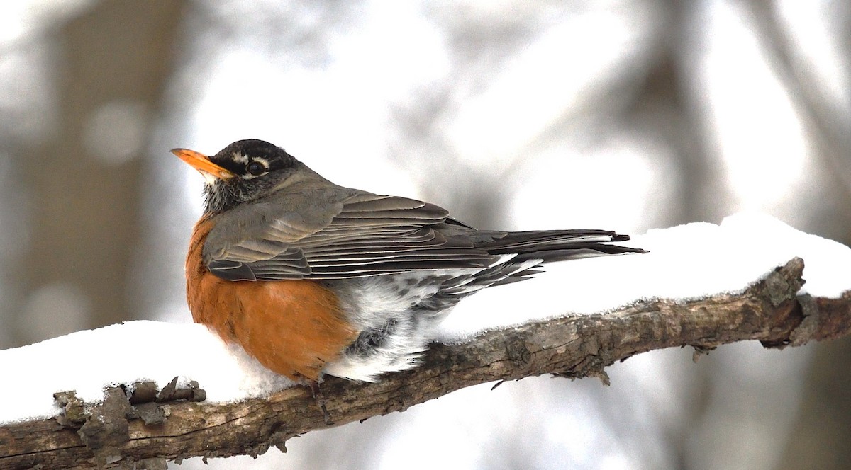American Robin - ML629410551