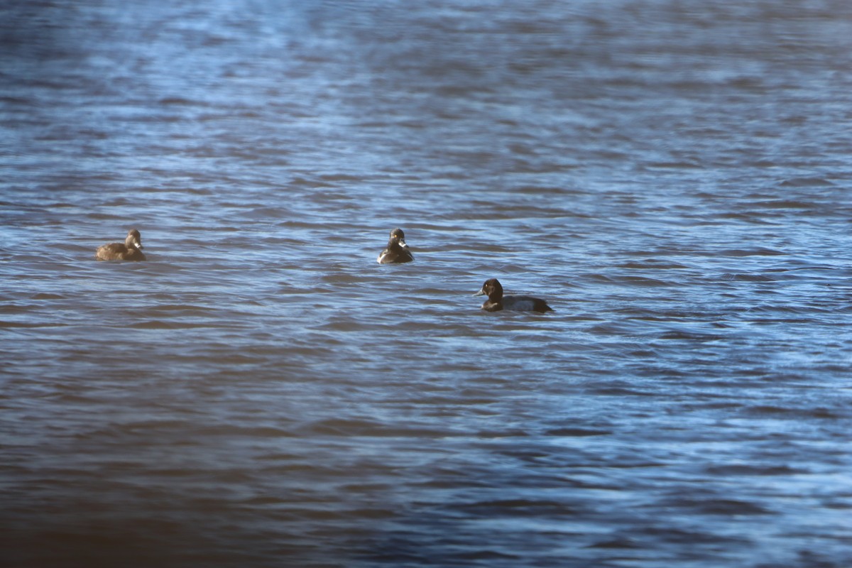 Ring-necked Duck - ML629410738