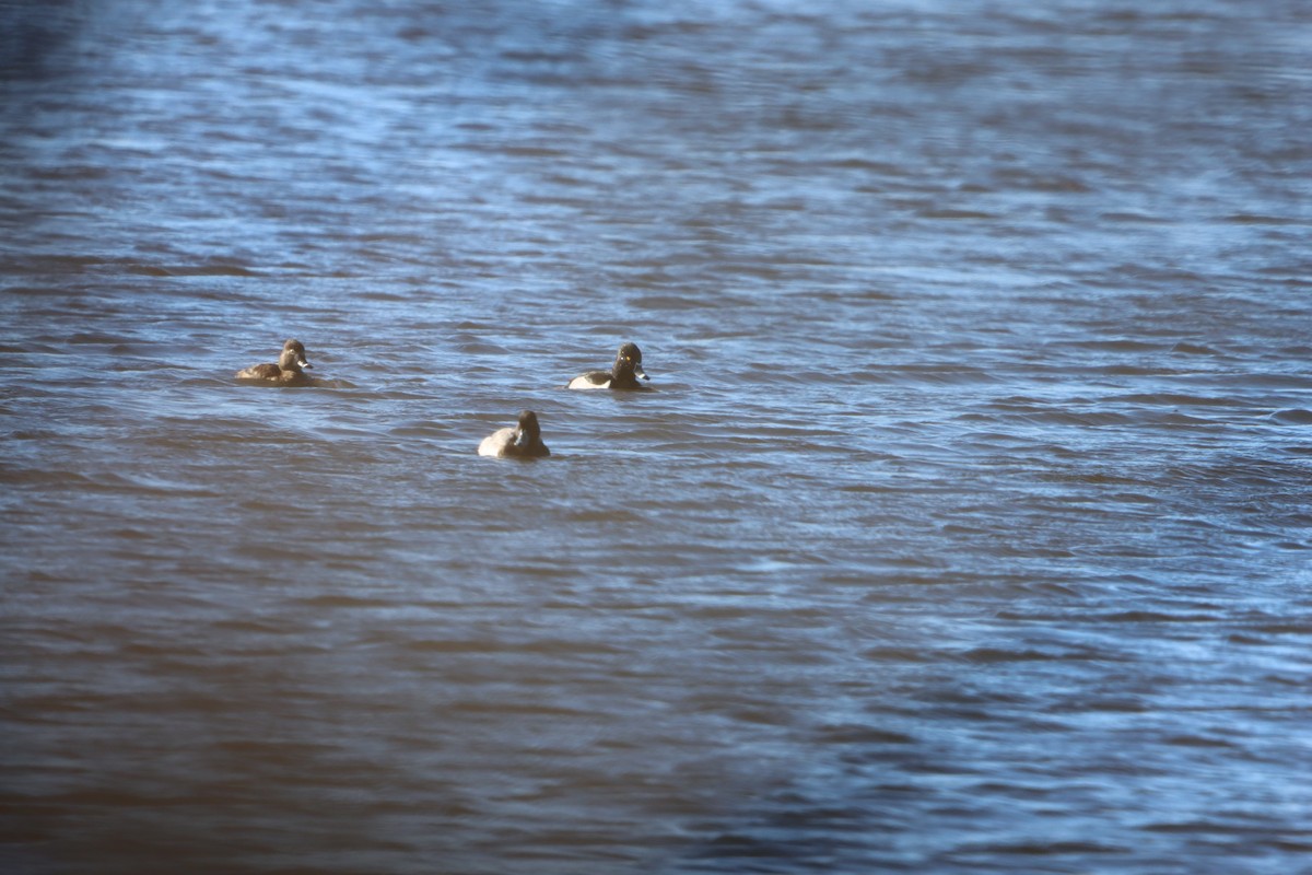 Ring-necked Duck - ML629410739