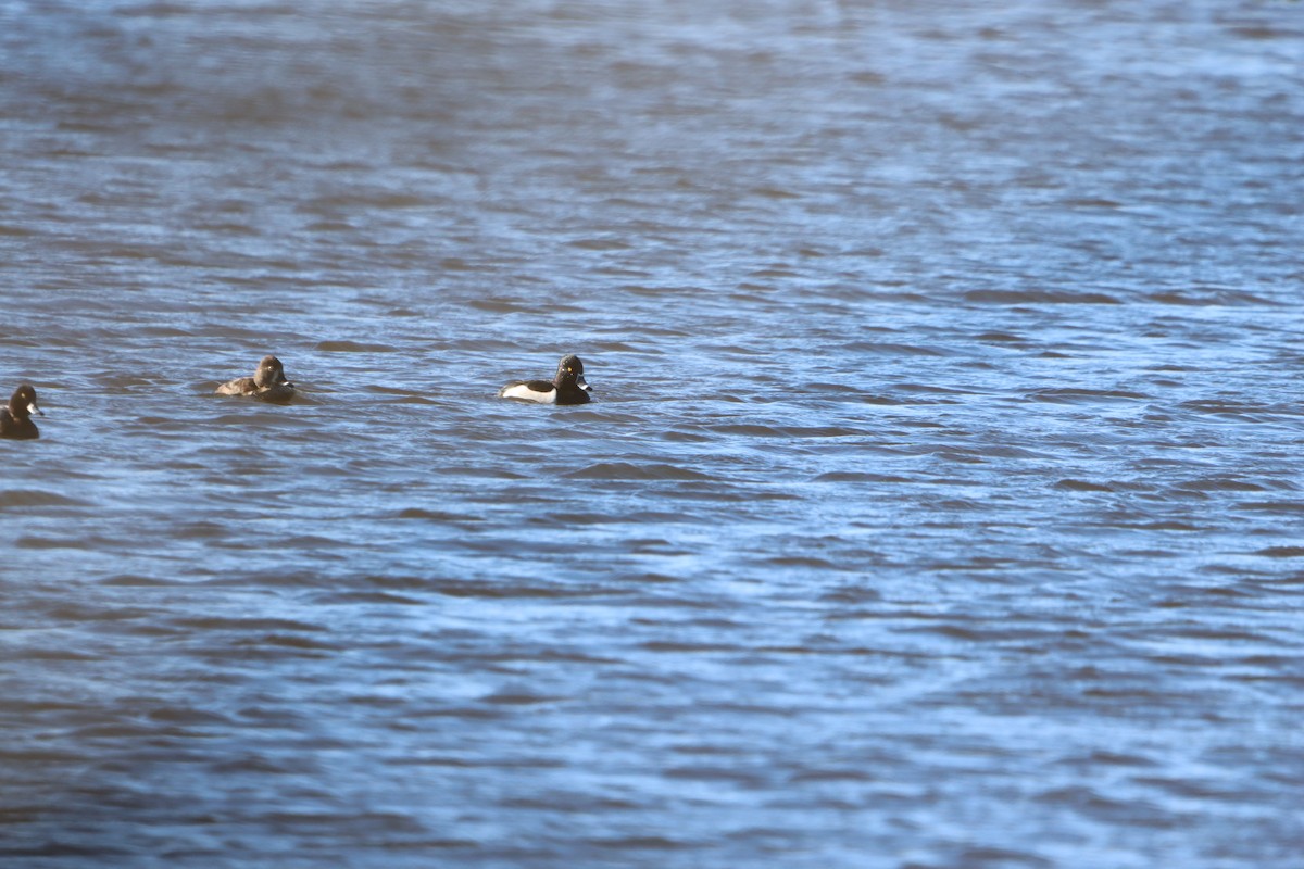 Ring-necked Duck - ML629410740