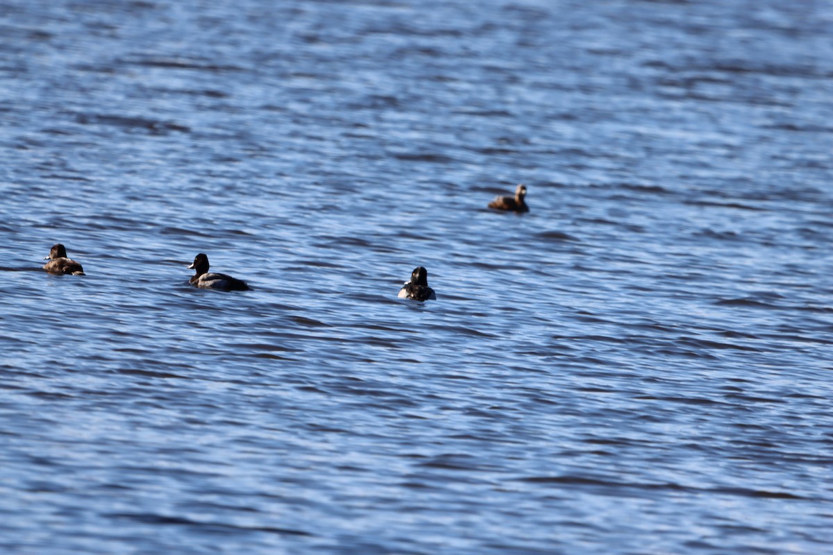 Ring-necked Duck - ML629410741