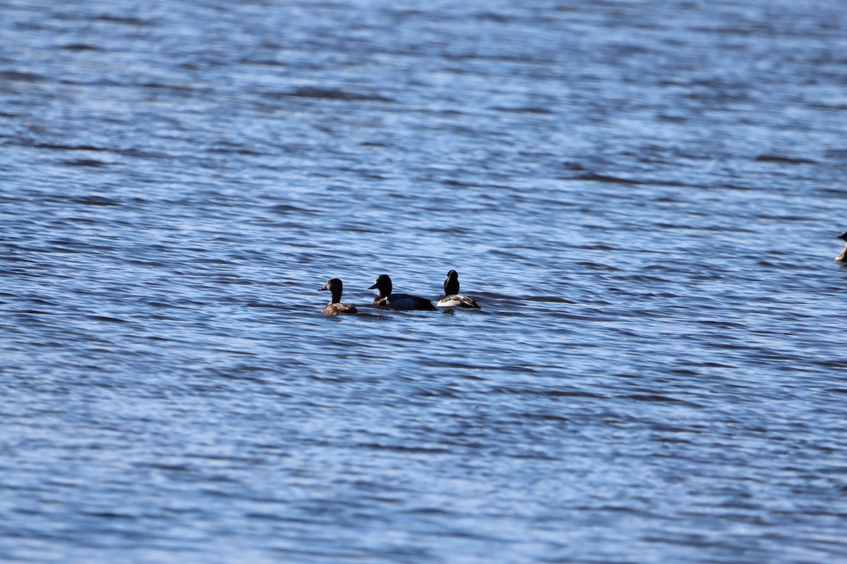 Ring-necked Duck - ML629410742