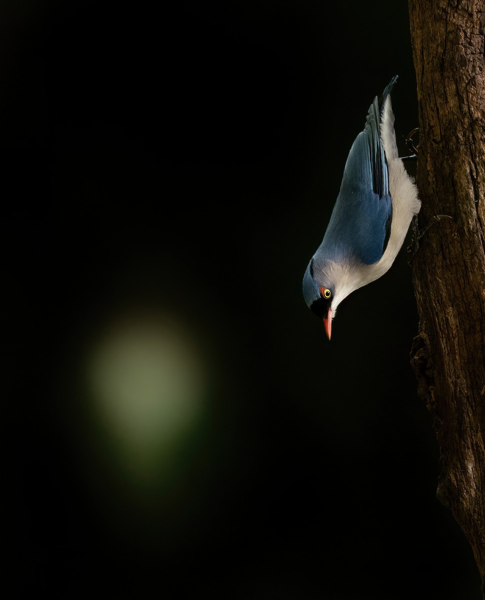 Velvet-fronted Nuthatch - ML629410822