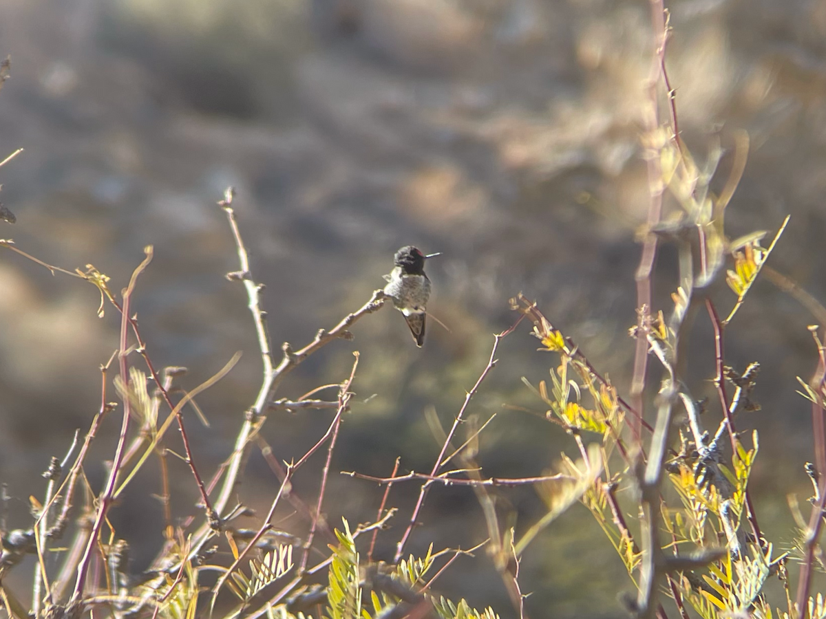 Costa's Hummingbird - ML629410916