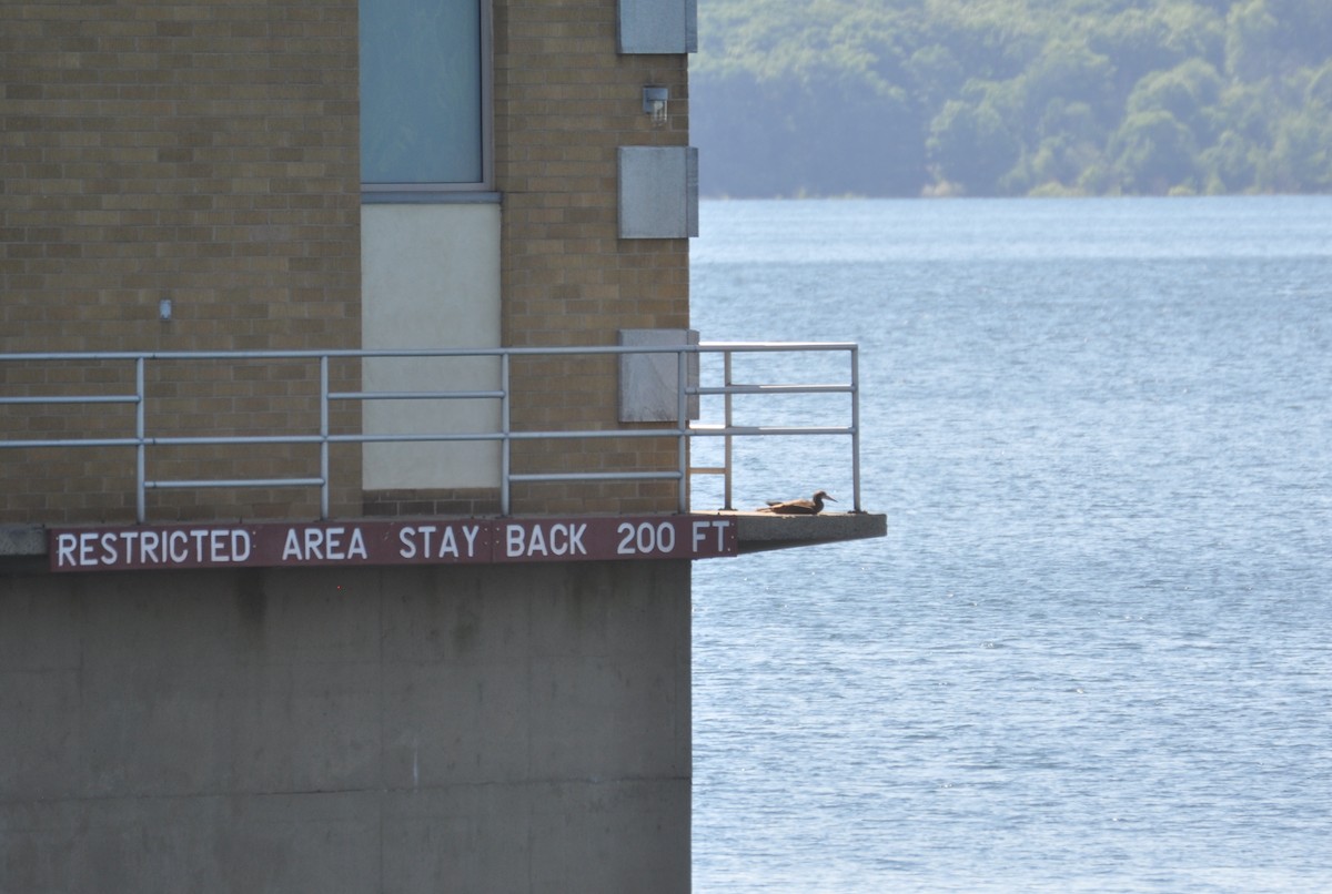 Brown Booby - ML629410939