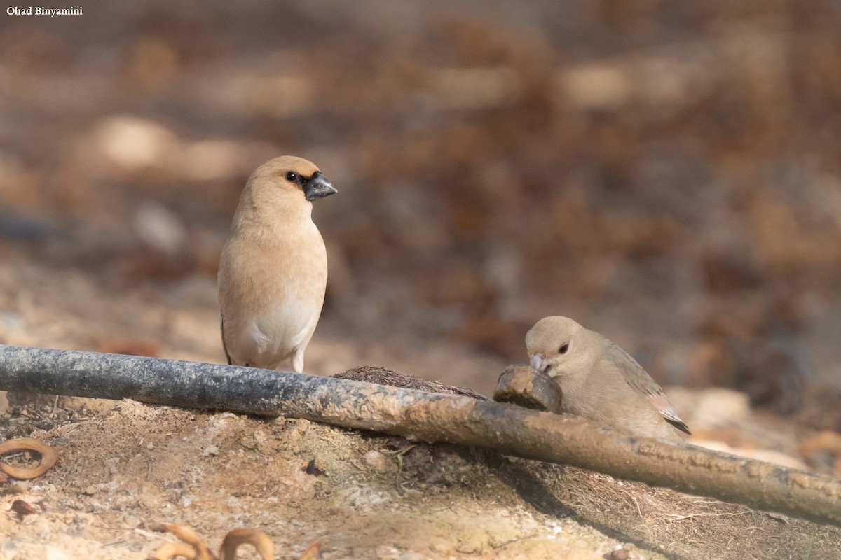 Desert Finch - ML629410969