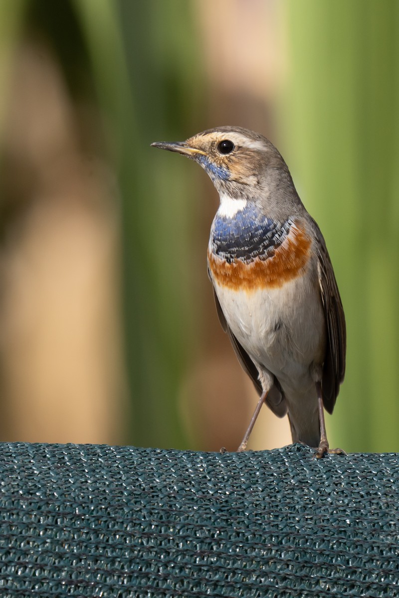 藍喉鴝 - ML629411012