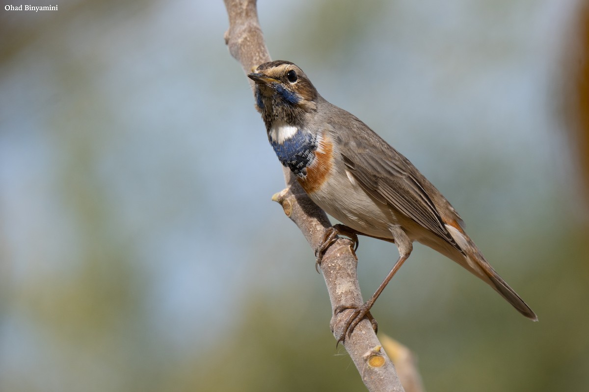 藍喉鴝 - ML629411017