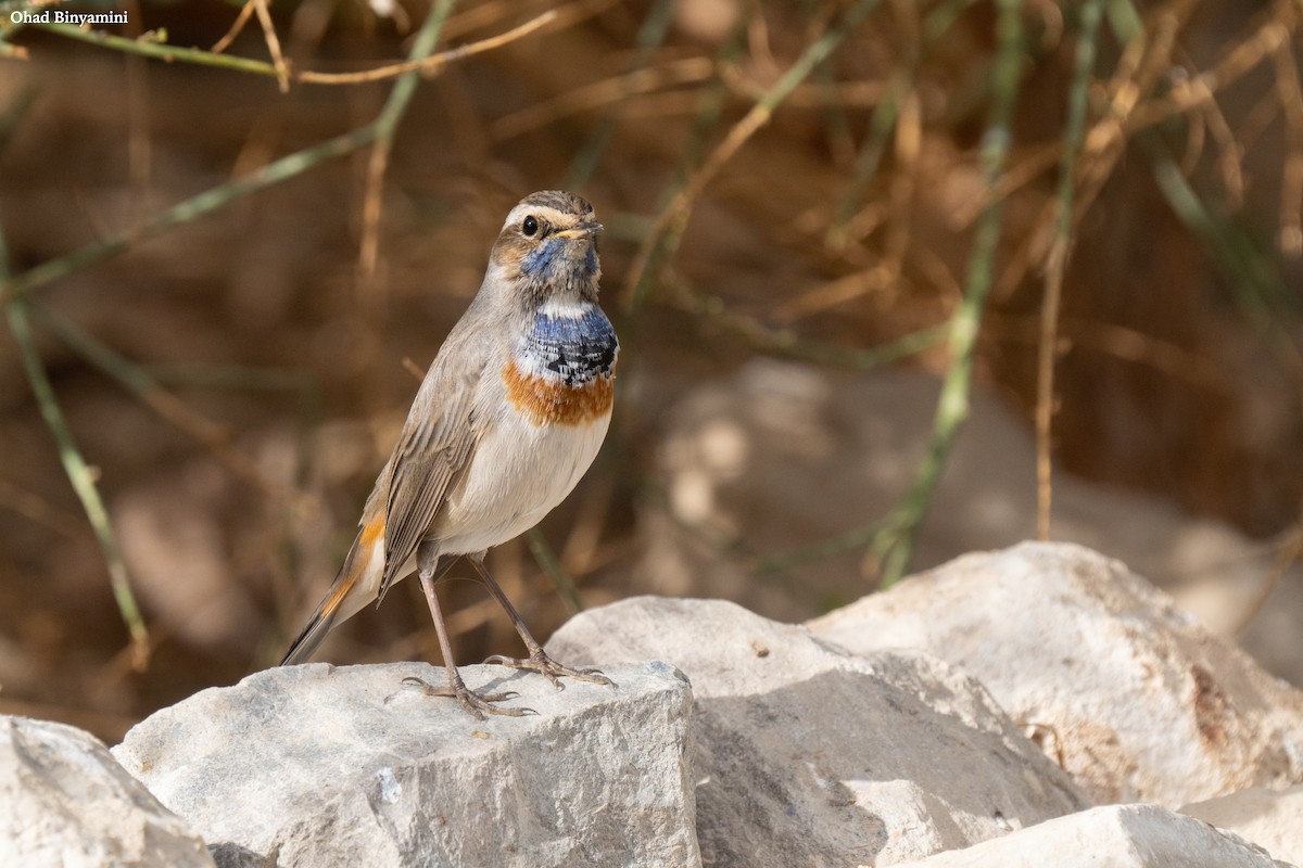 藍喉鴝 - ML629411018