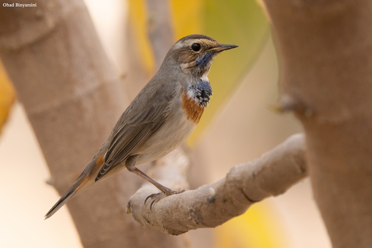 藍喉鴝 - ML629411019