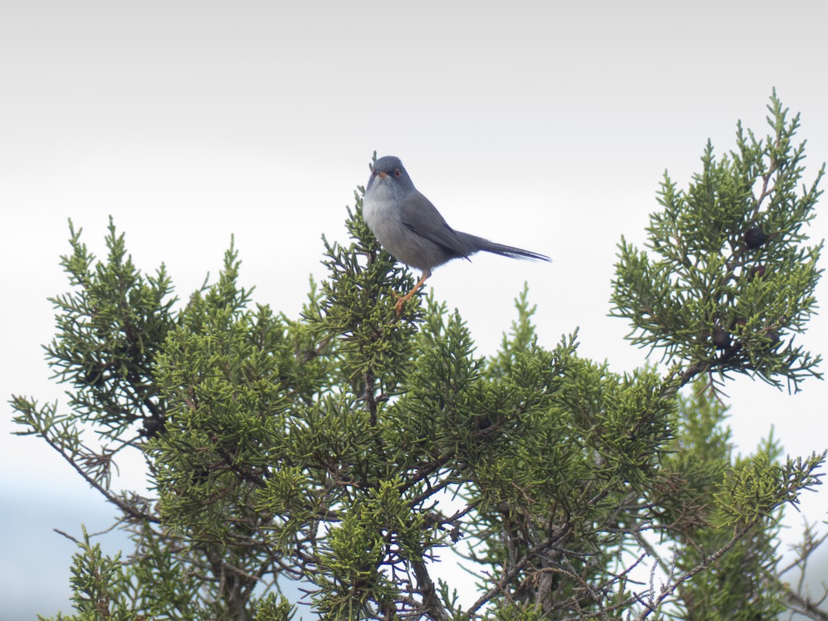 Balearic Warbler - ML629411142