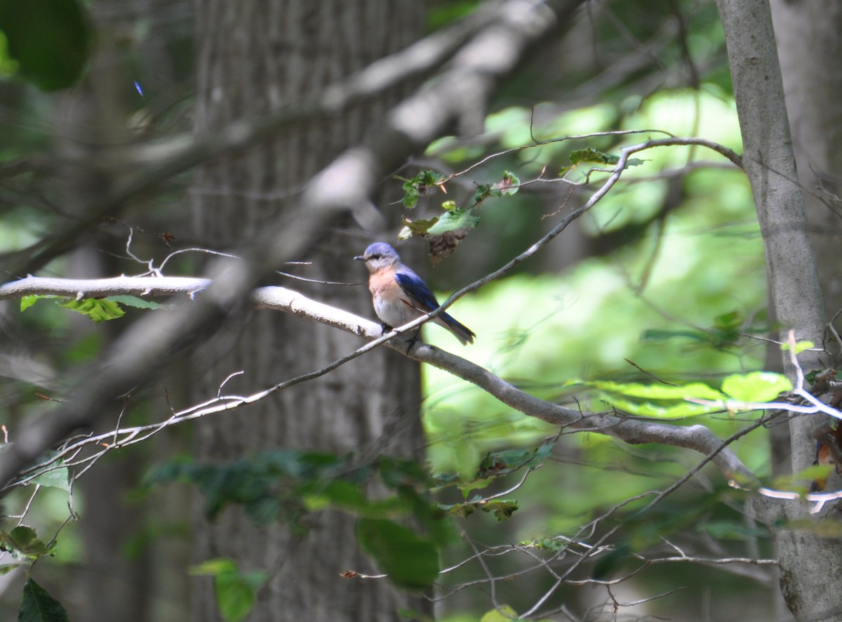 Eastern Bluebird - ML629411223