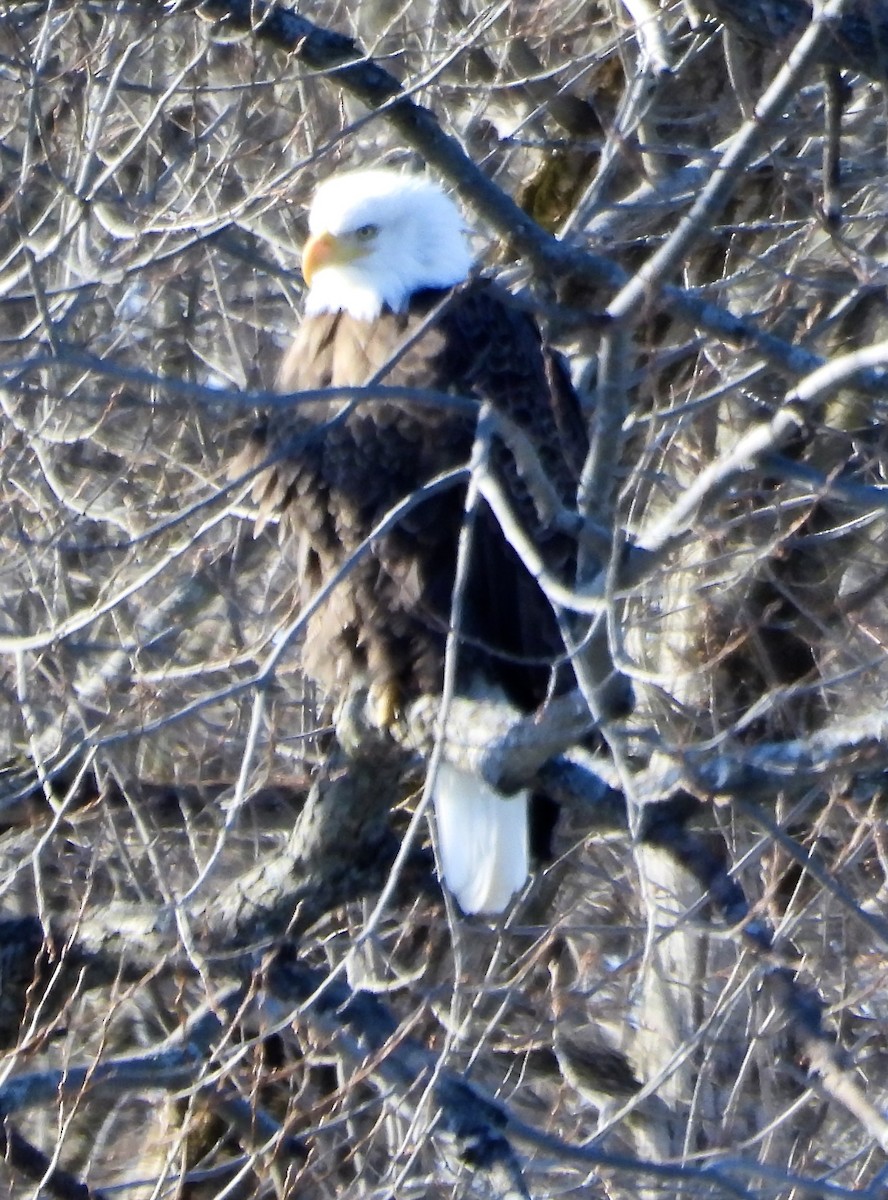 Bald Eagle - ML629411276