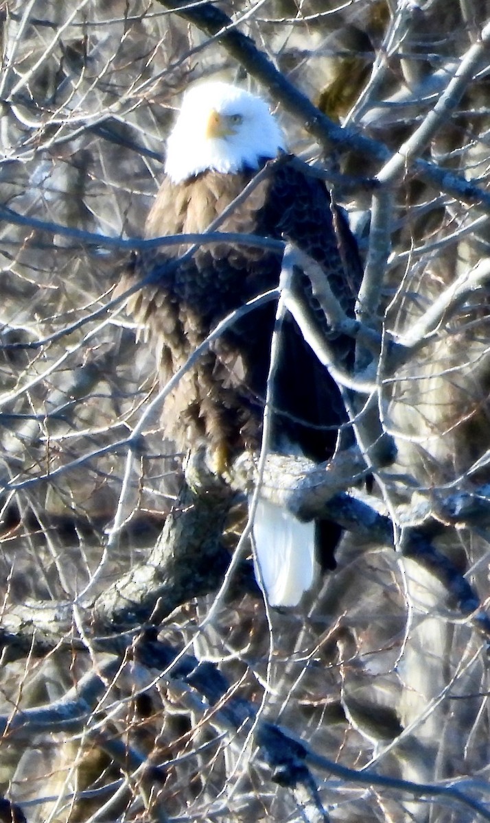 Bald Eagle - ML629411285