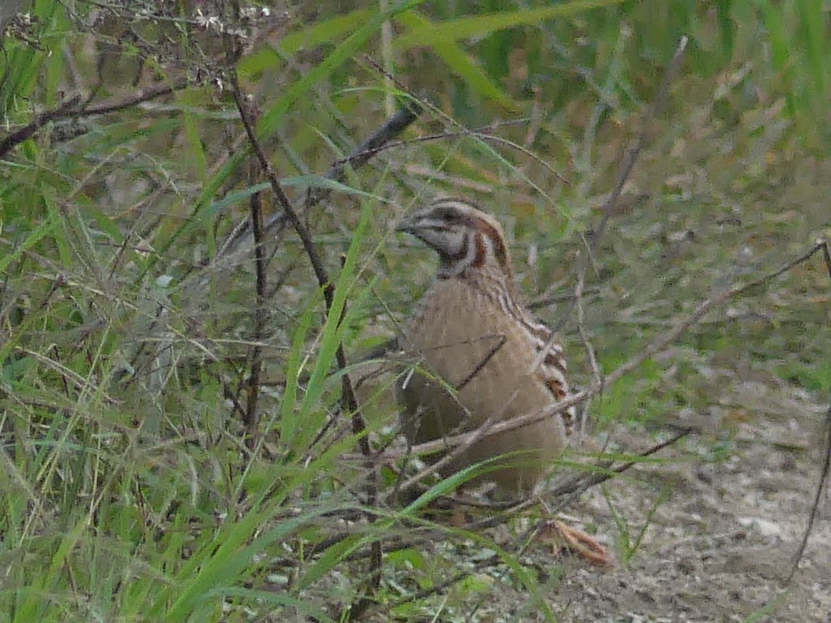 Common Quail - ML629411361