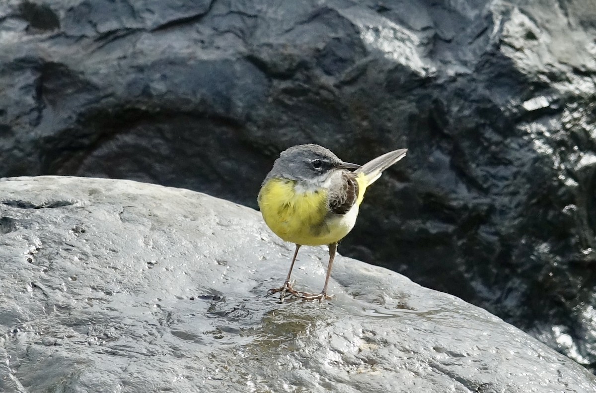 Gray Wagtail - ML629411372