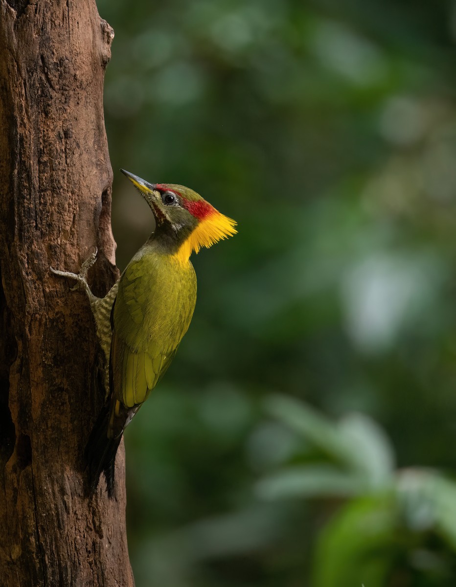 Lesser Yellownape - ML629411387