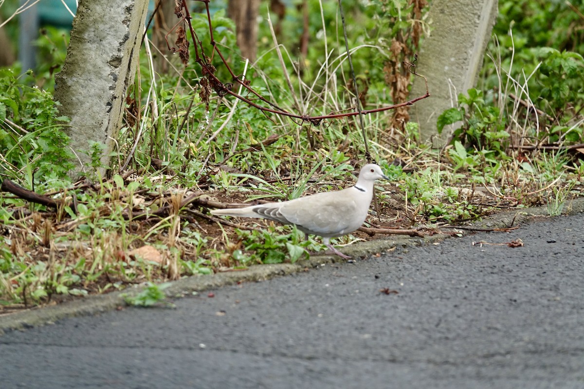 Eurasian Collared-Dove - ML629411454