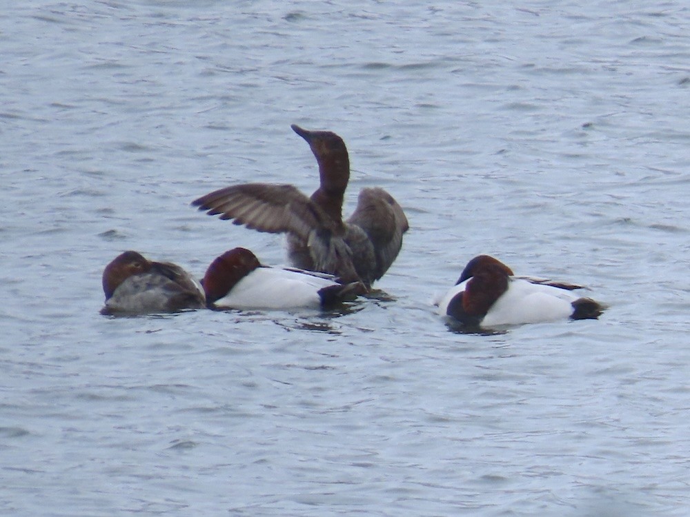Canvasback - ML629411455