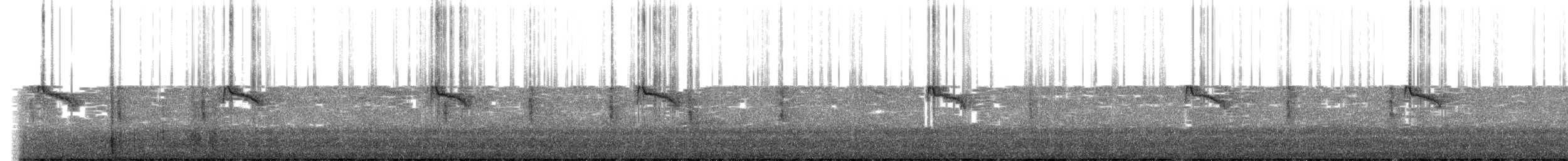 Black Phoebe - ML629411457