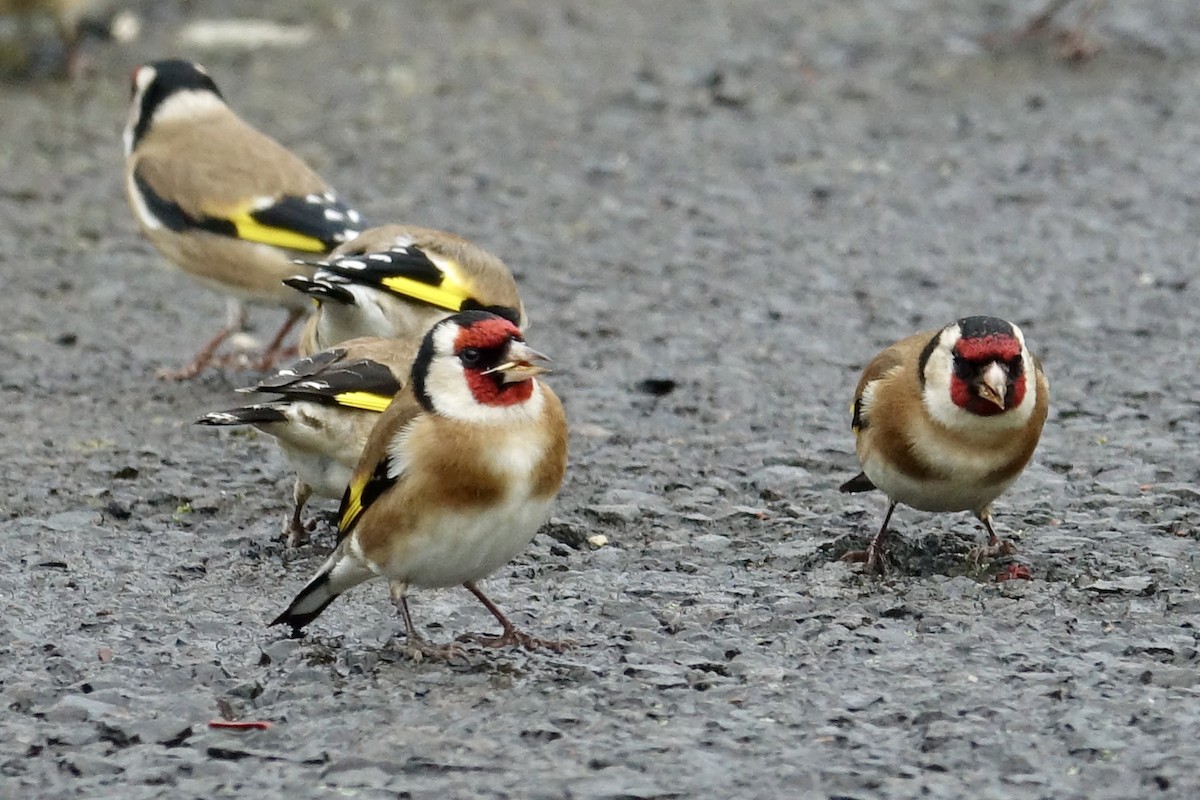 European Goldfinch - ML629411474