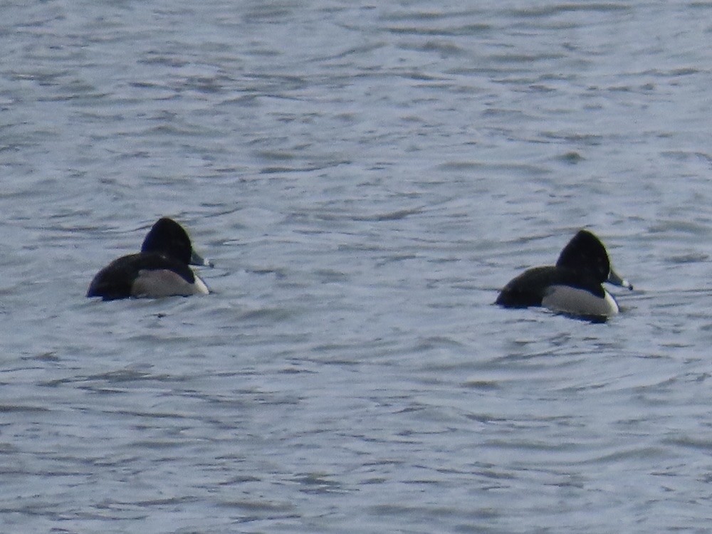 Ring-necked Duck - ML629411476