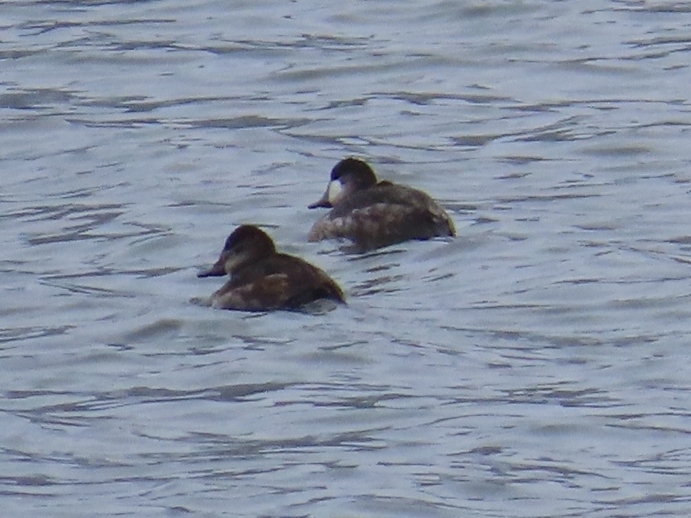 Ruddy Duck - ML629411490