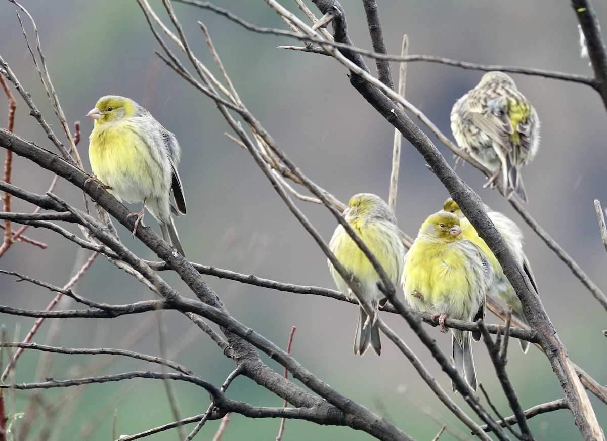 Island Canary - ML629411513