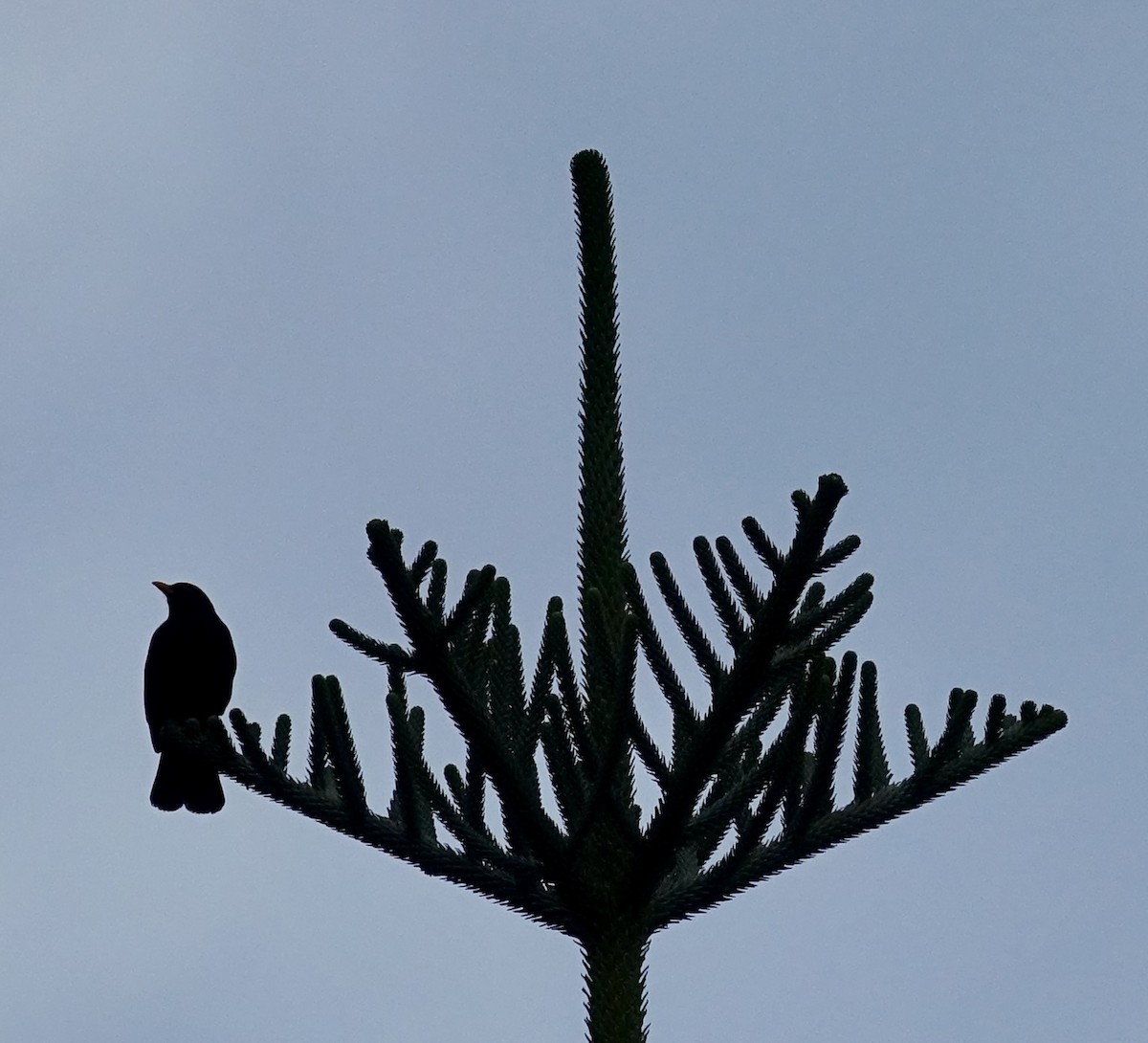 Eurasian Blackbird - ML629411515