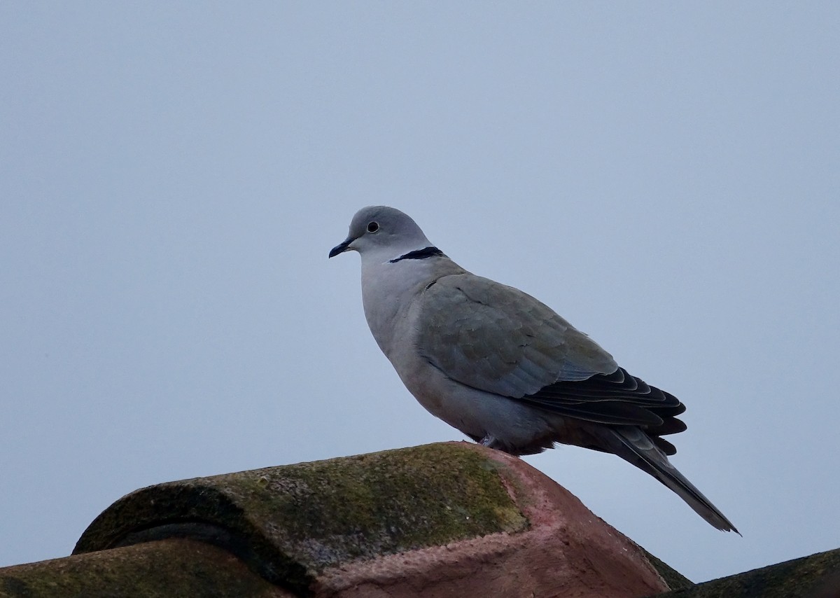 Eurasian Collared-Dove - ML629411530
