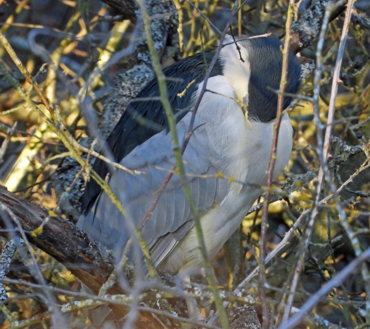 kvakoš noční - ML629411541