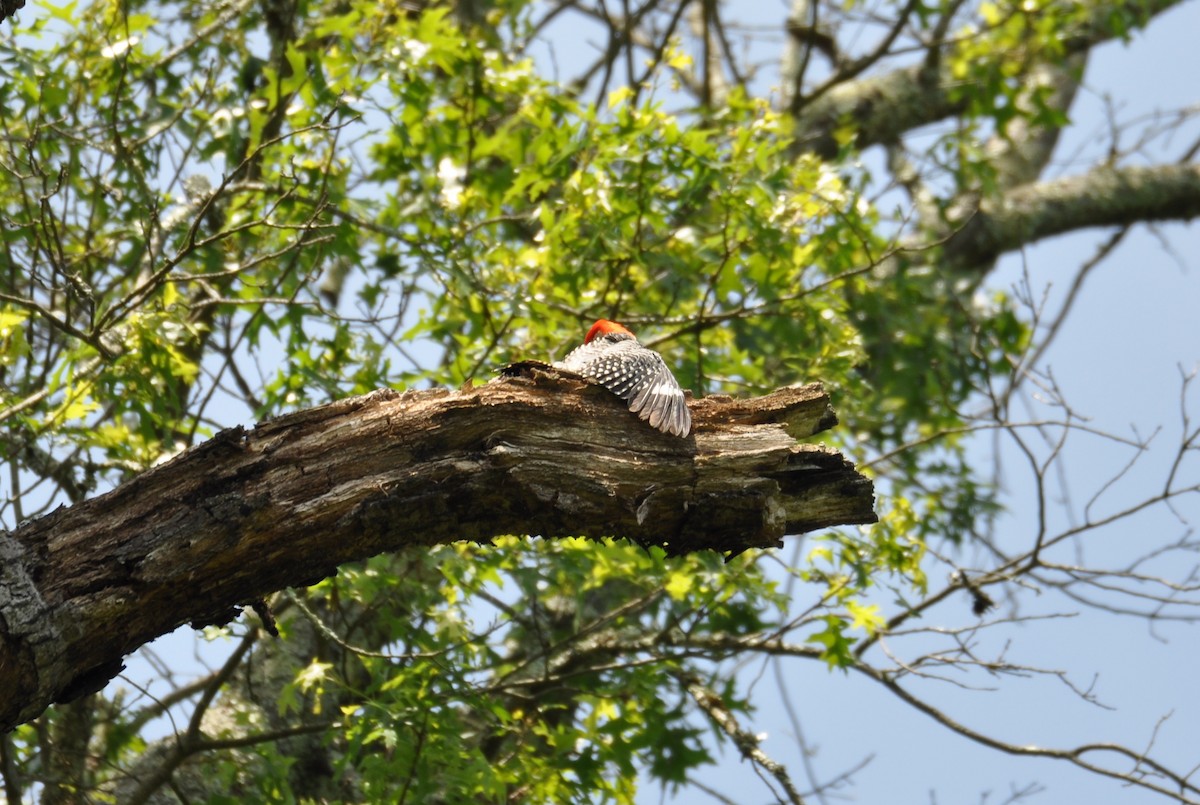 Red-bellied Woodpecker - ML629411828