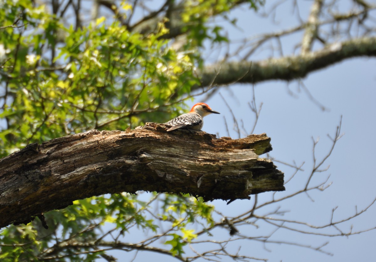 Red-bellied Woodpecker - ML629411830