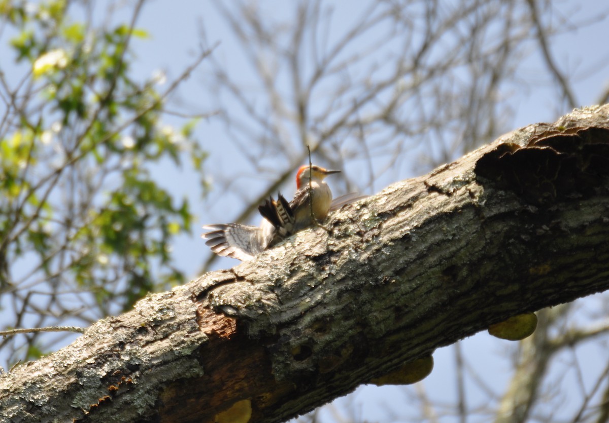 Red-bellied Woodpecker - ML629411836