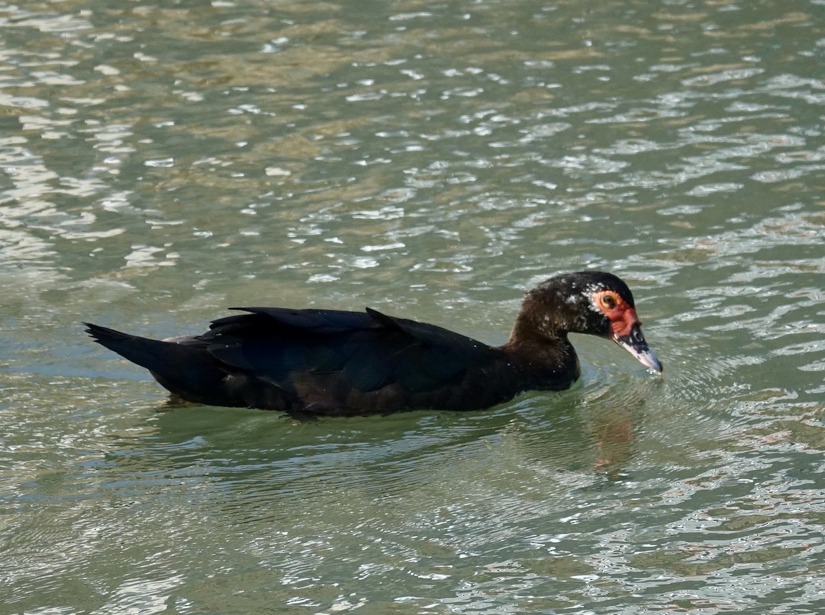 Muscovy Duck (Domestic type) - ML629411839