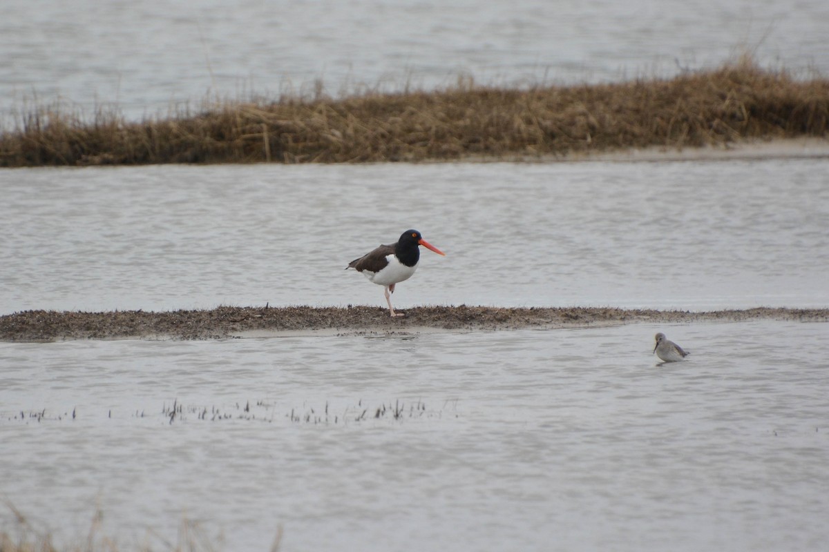 American Oystercatcher - ML629411865