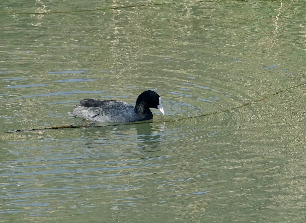 Eurasian Coot - ML629411866