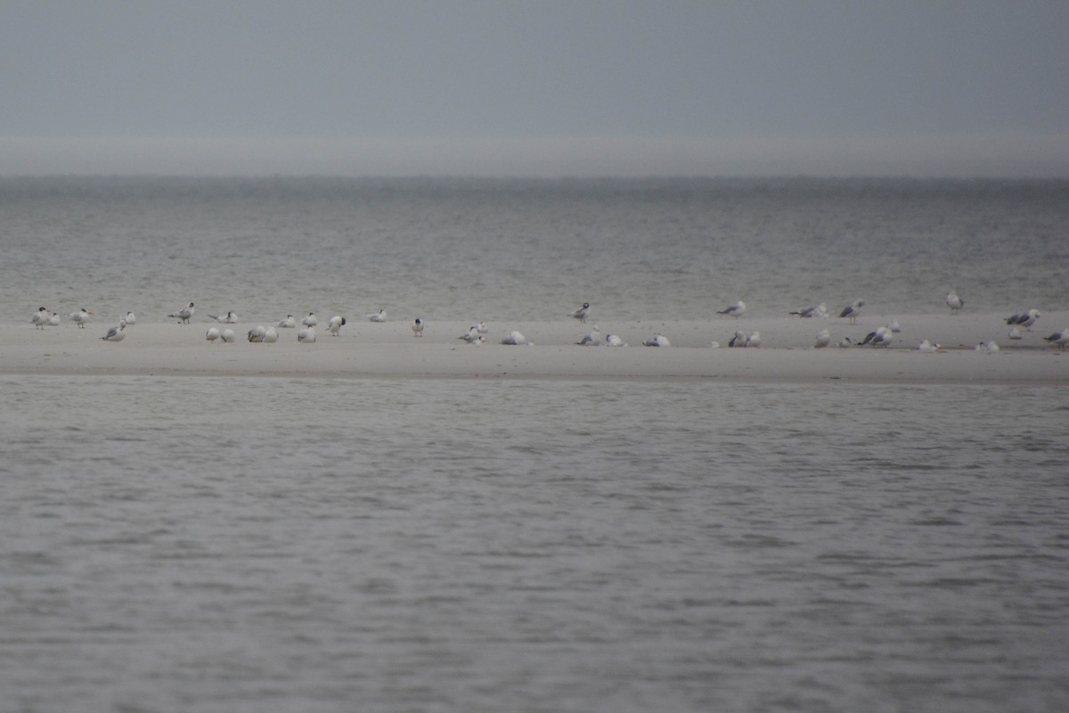 Royal Tern - ML629411874