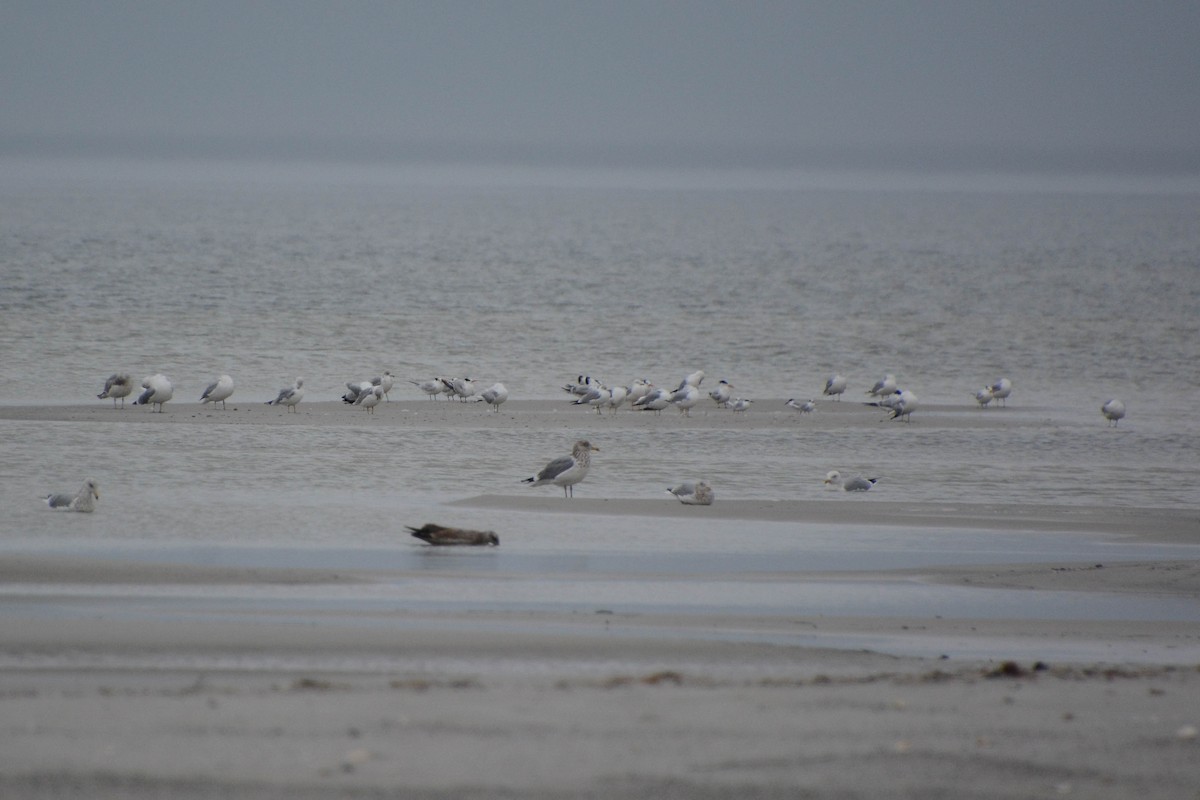 Royal Tern - ML629411875