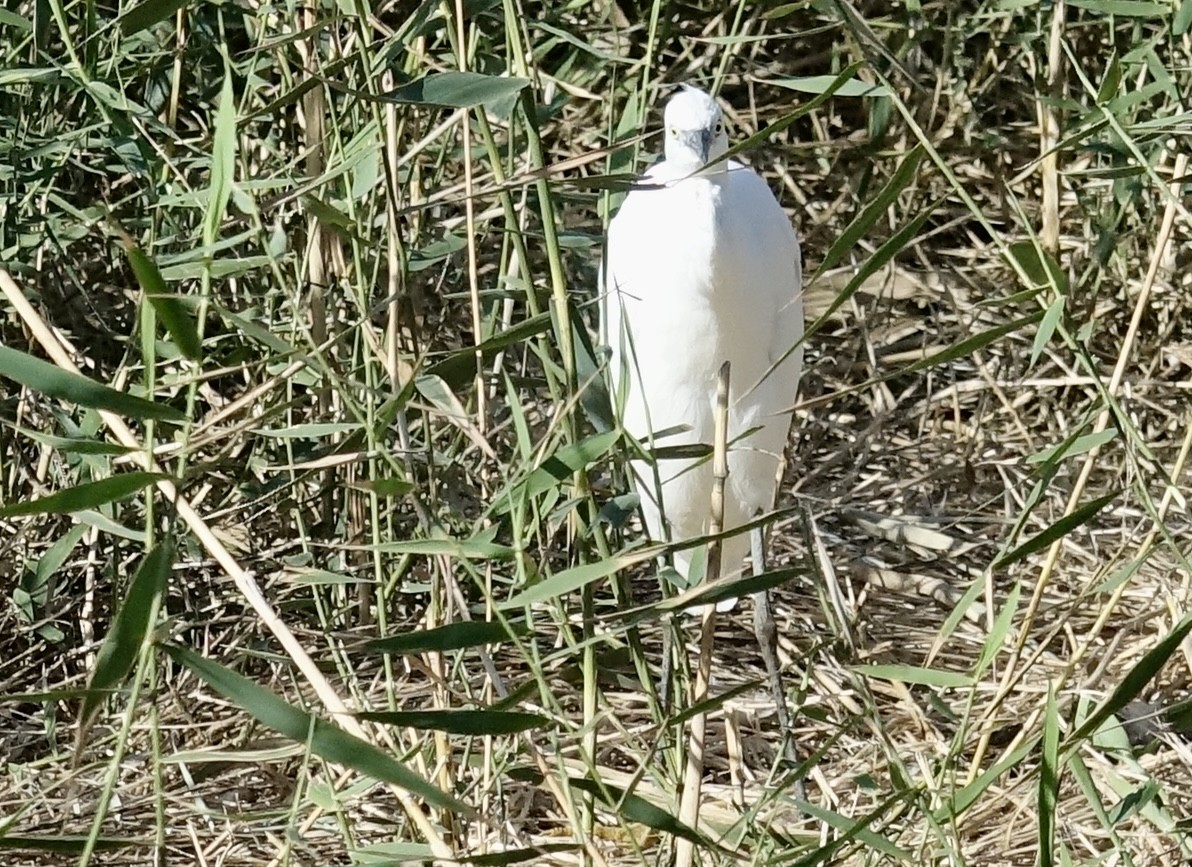 Little Egret - ML629411888