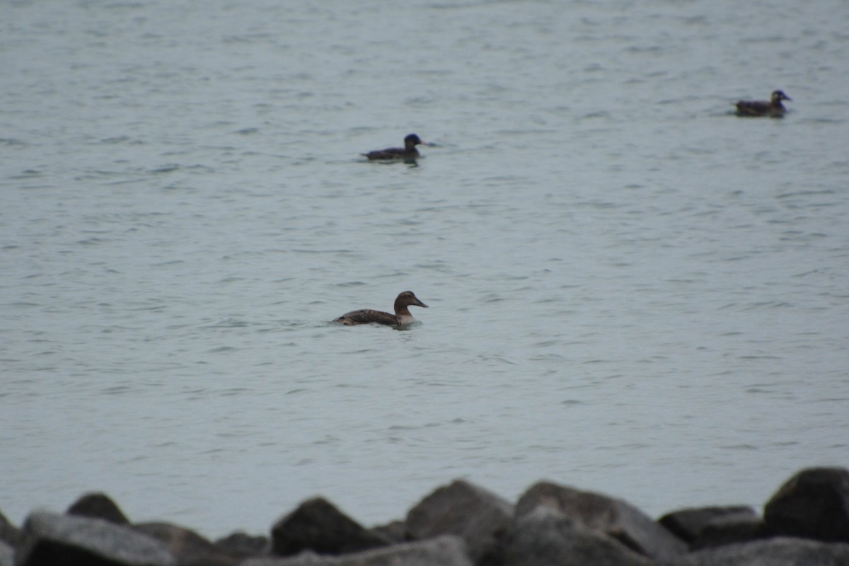Common Eider - ML629411920