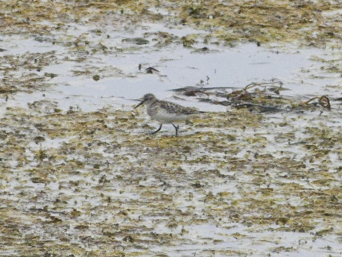 Baird's Sandpiper - ML629411935