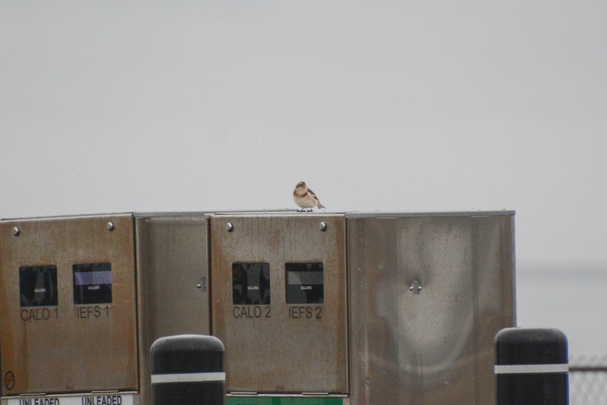 Snow Bunting - ML629411936