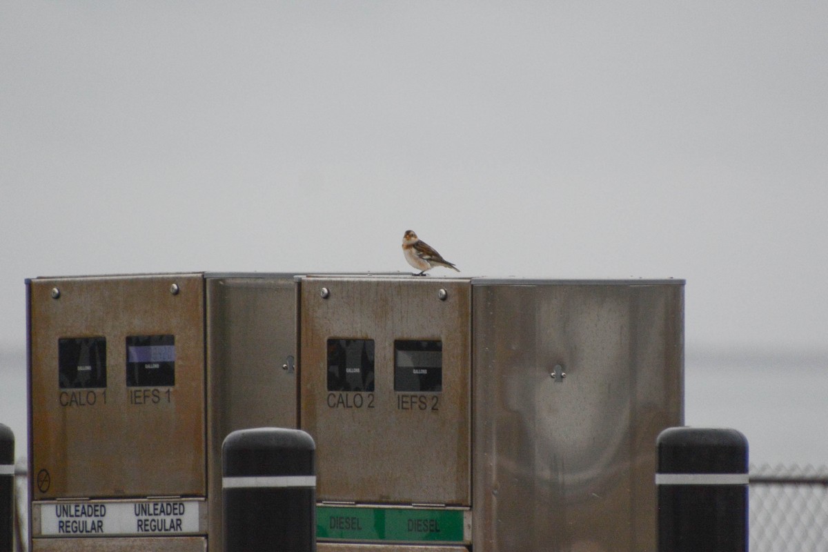 Snow Bunting - ML629411937