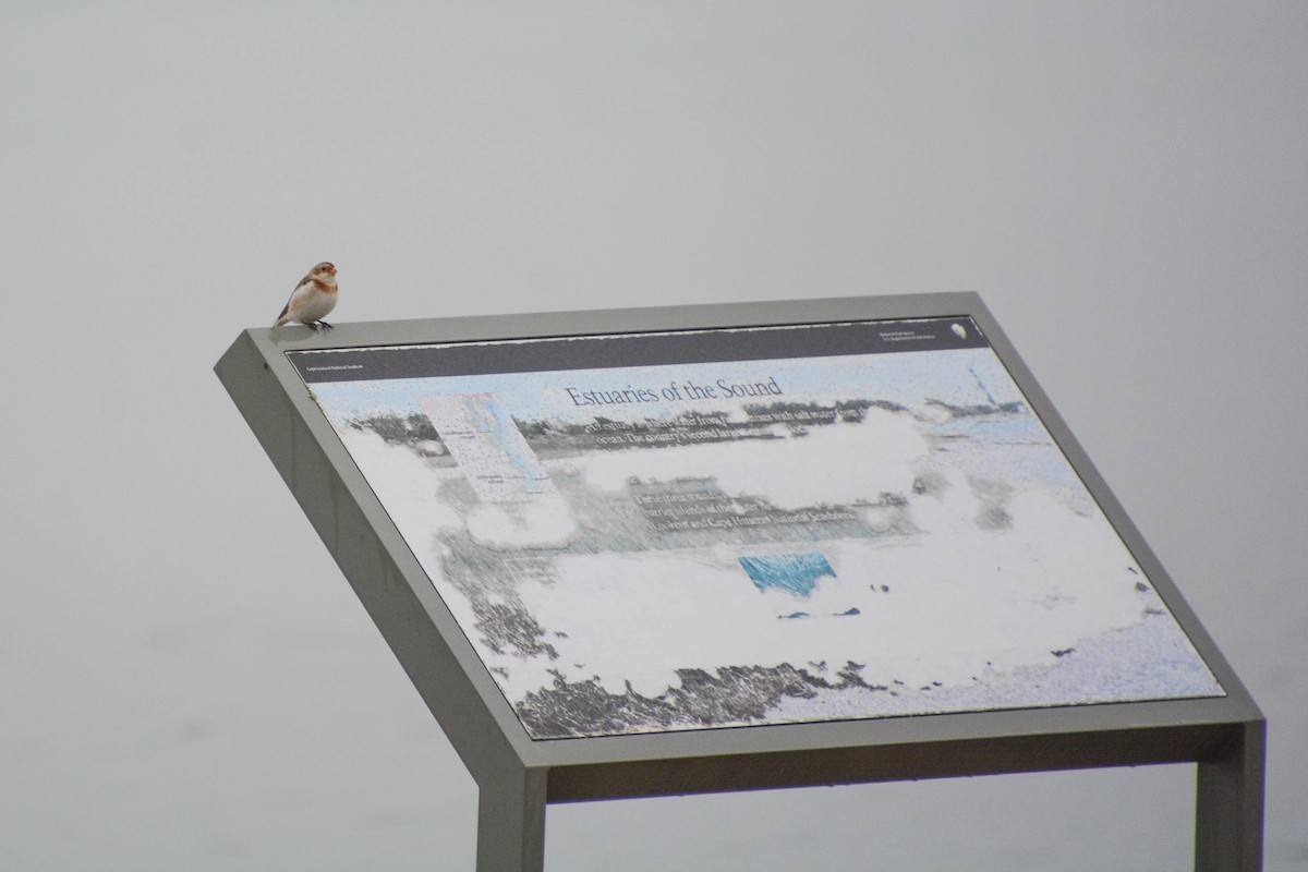 Snow Bunting - ML629411938