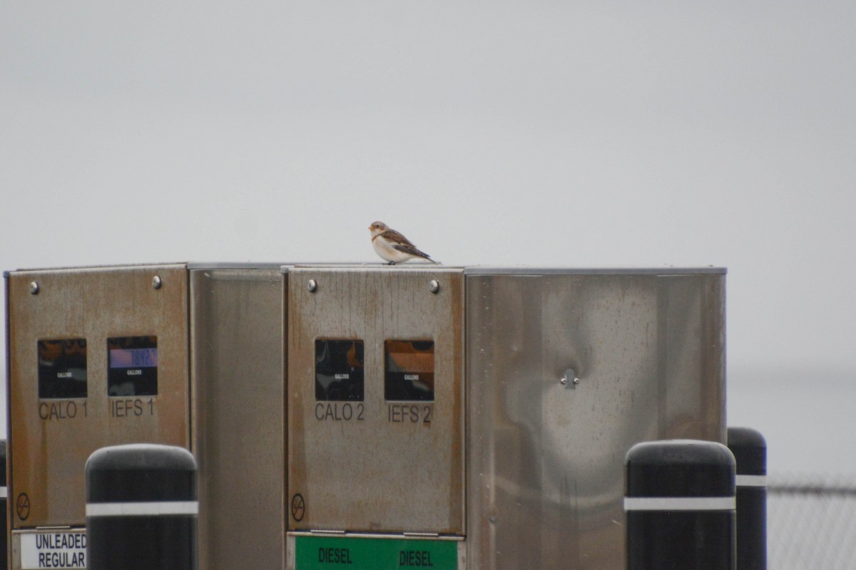 Snow Bunting - ML629411939