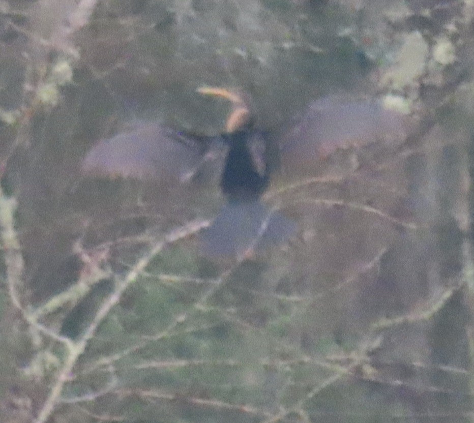 Anhinga - ML629411957